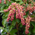 Valley Valentine Japanese Pieris