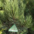 Indigo Eyes Bosnian Pine
Plant Central