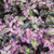 Paisley Pup Leucothoe