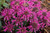 Balmy Purple Beebalm