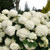 Incrediball Storm Proof Smooth Hydrangea
