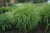 Porcupine Grass Japanese Silver Grass