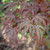 Mikazuki Japanese Maple