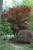 Oshio Beni Japanese Maple