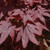 Oshio Beni Japanese Maple
