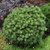 White Bud Mugo Pine
