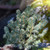 Scottie Dwarf Blue Spruce