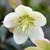 Frosty Helleborus