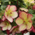 Ice N Roses Rosado Helleborus