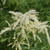 Goatee Goat's Beard