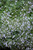 Blue Cloud Dwarf Calamint