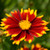 Uptick Red Coreopsis