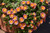 Ocean Sunset Orange Glow Ice Plant