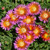 Ocean Sunset Orange Glow Ice Plant