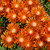 Ocean Sunset Orange Vibe Ice Plant