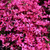 Scarlet Flame Moss Phlox