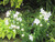 Astra White Balloon Flower
Platycodon grandiflorus 'Astra White'