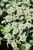 Hoary Mountain Mint