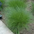 Little Bluestem Schizachyrium scoparium