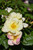 Peach Lemonade Rose 
Bloomin Easy Plants