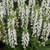 Bumblesnow Meadow Sage
salvia