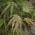 Villa Taranto Japanese Maple