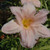 Barbara Mitchell Daylily
