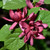 Common Sweetshrub
Calycanthus floridus