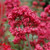 Red Valerian
Centranthus ruber