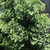 Troll Dwarf Ginkgo