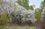 Allegheny Serviceberry 
Canadian Serviceberry