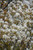 Allegheny Serviceberry 
Canadian Serviceberry