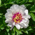 Cora Louise Itoh Peony
