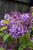 Scentara Double Blue Lilac 
Proven Winners