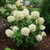 Powerball Panicle Hydrangea