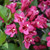 Sonic Bloom Punch Reblooming Weigela
Proven winners