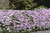 Emerald Blue Moss Phlox