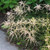 Sprite Astilbe
Sprite Dwarf Astilbe