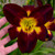 Persian Ruby Daylily
proven winners