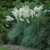 Pampas Grass 
Cortaderia selloana