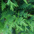 Sasquatch Dark Green Cedar
Sasquatch Dark Green Arborvitae
proven winner