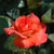 Folklore Hybrid Tea Rose