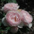 Earth Angel Parfuma Floribunda Rose
Earth Angel Floribunda Rose