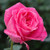 Pink Peace Hybrid Tea Rose