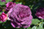 Ebb Tide Floribunda Rose