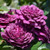 Ebb Tide Floribunda Rose