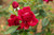 Desmond Tutu Floribunda Rose
Sunbelt Desmond Tutu Floribunda Rose