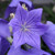 Sentimental Blue Balloon Flower