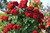 Sunblaze® Red miniature Rose 
miniature Rose