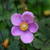 Lucky Charm Japanese Anemone
Lucky Charm Anemone